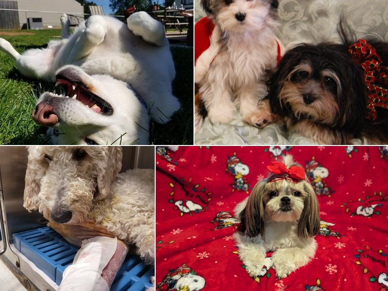 Copeland Veterinary Hospital