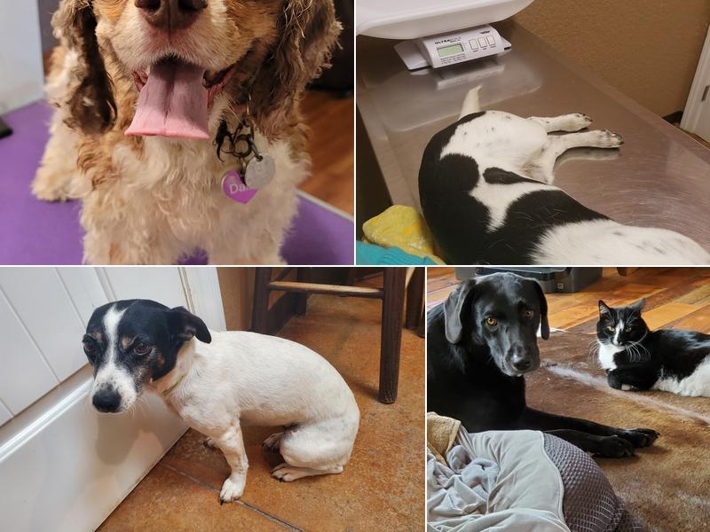 Sparta Veterinary Services LLC