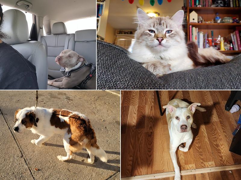 Animal Birth Control and Vaccine Clinic