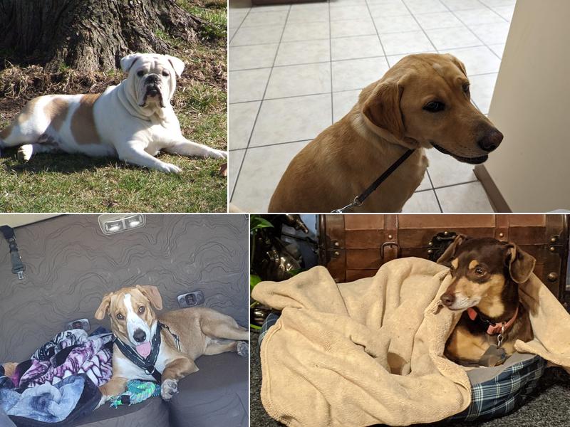 Midwest Veterinary Clinic