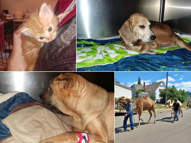 Umpqua Low-Cost Veterinary Services