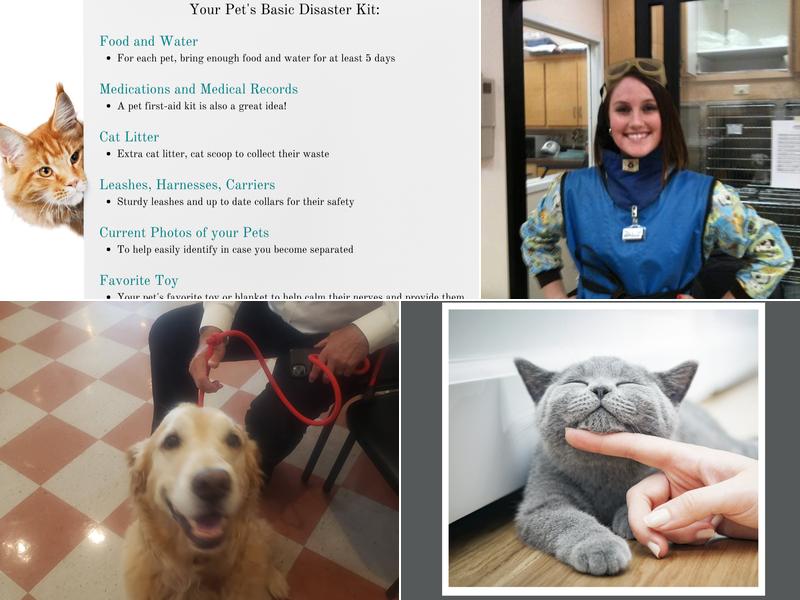 Enid Pet Hospital: Tree Laurel DVM