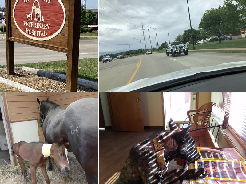 Gate Way Equine Veterinary