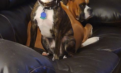 Spring Park Animal Hospital Mountain Home