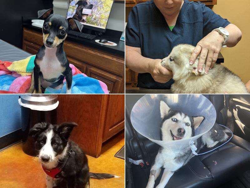 All Pets Veterinary Hospital