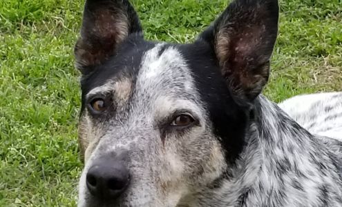 Animal Clinic Pulaski