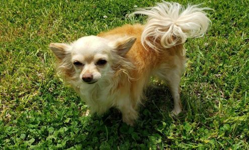 Pulaski Veterinary Clinic Pulaski