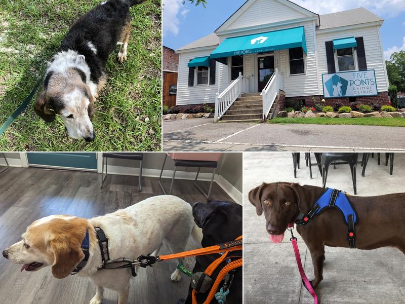 Five Points Animal Clinic