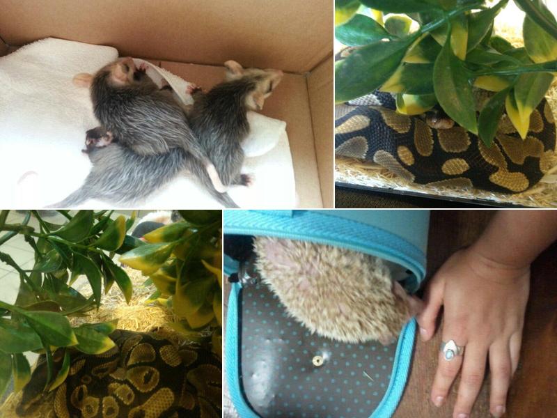 Breland Deborah J DVM