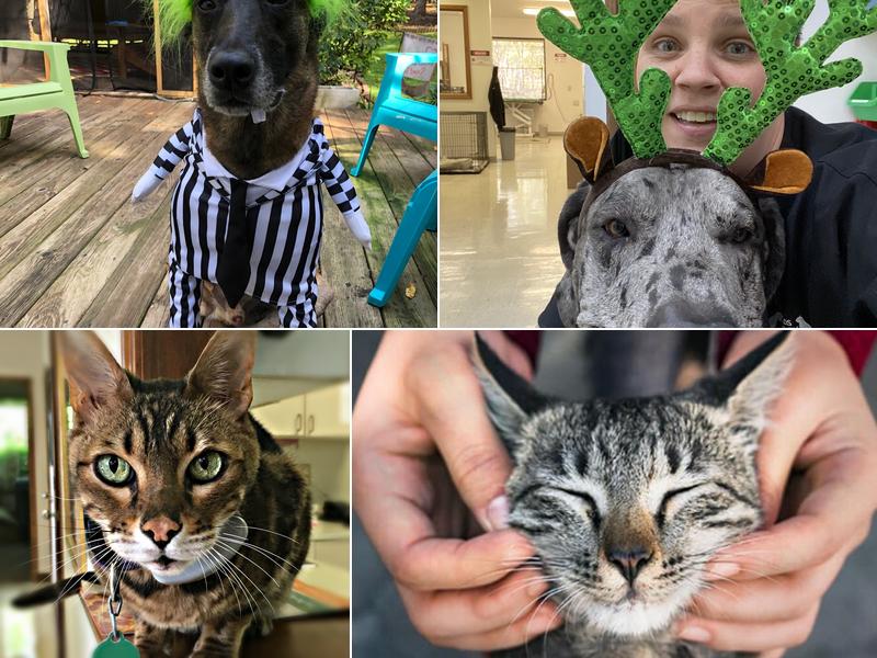 Midlands Veterinary Practice