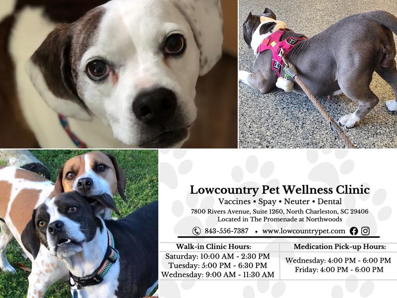 Lowcountry Pet Wellness Clinic Spay N Neuter