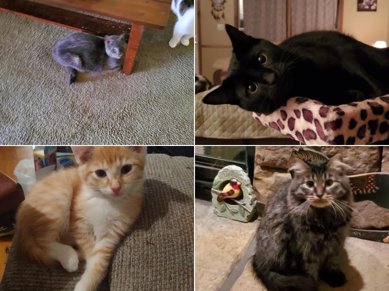 Mountain Top Veterinary Services