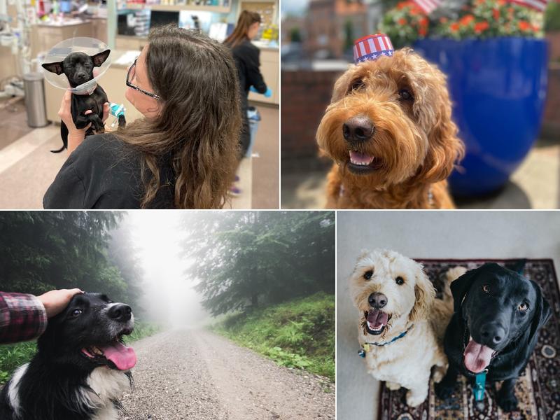 Cleveland Park Animal Hospital: Wessinger Derek DVM