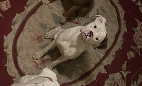 Foothills Veterinary Hospital: Bale Ruth DVM