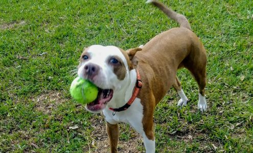 Lakeside Animal Hospital Moncks Corner