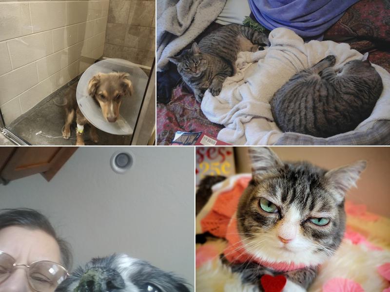 Apex Animal Hospital