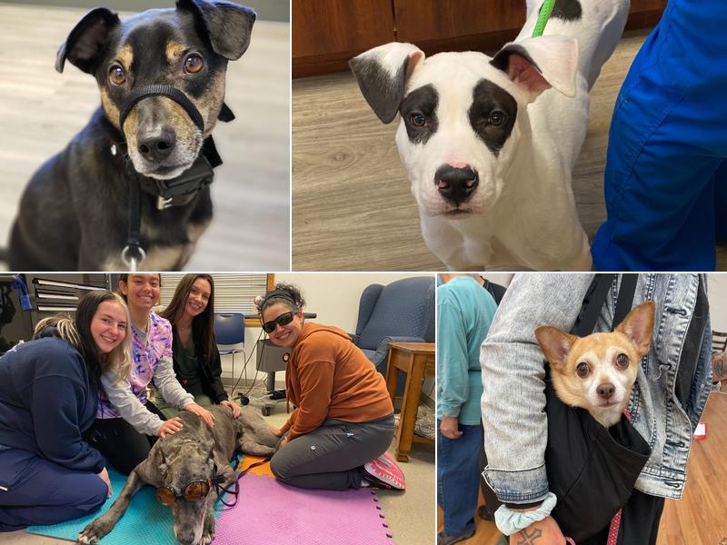 Catskill Veterinary Services, PLLC