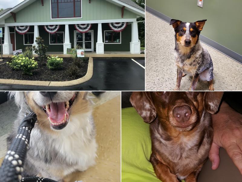 All About Animals Veterinary Clinic