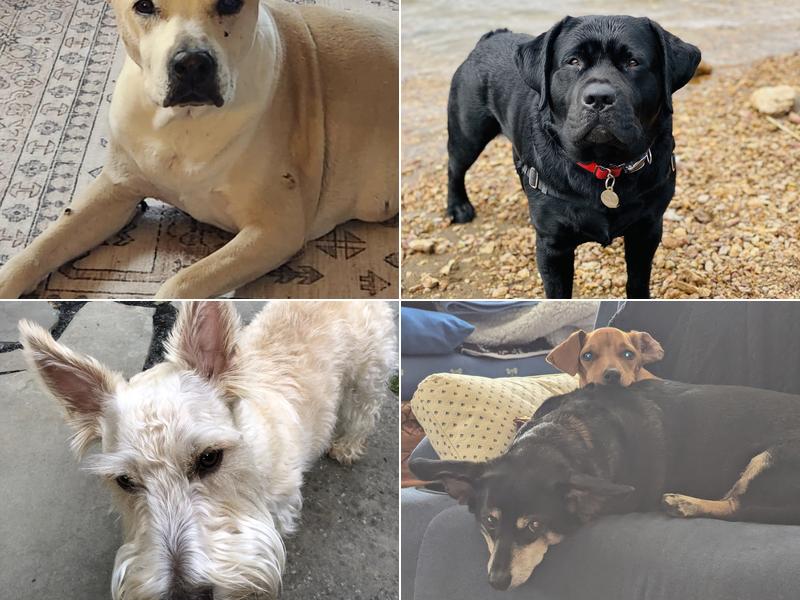 West Salem Animal Clinic