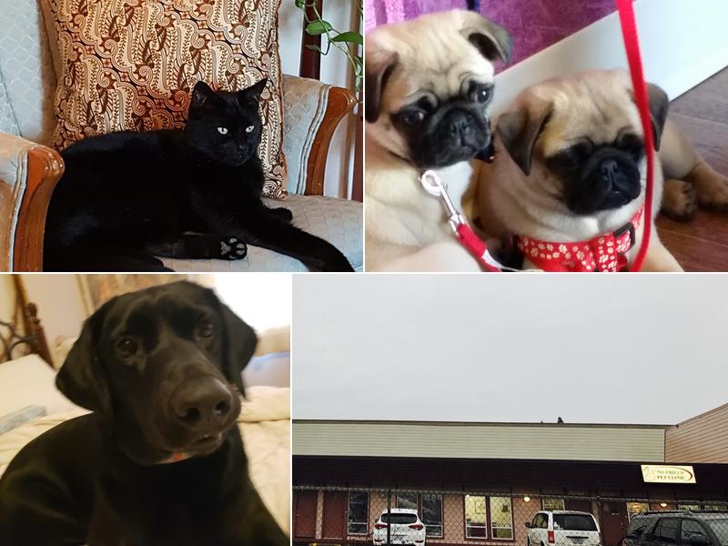 Kuebler No Frills Pet Clinic