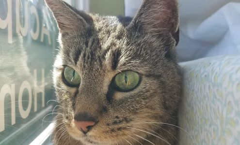 Healing Paws Wellness Center