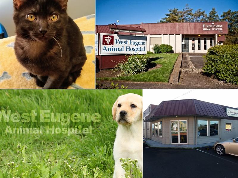 West Eugene Animal Hospital