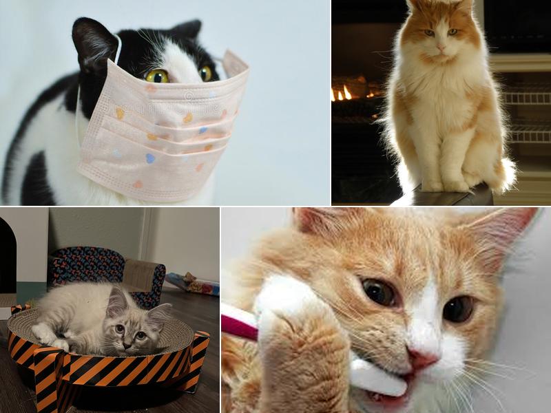 All About Cats Cat Clinic