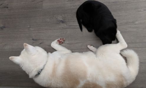 Animal Eye Specialists LLC