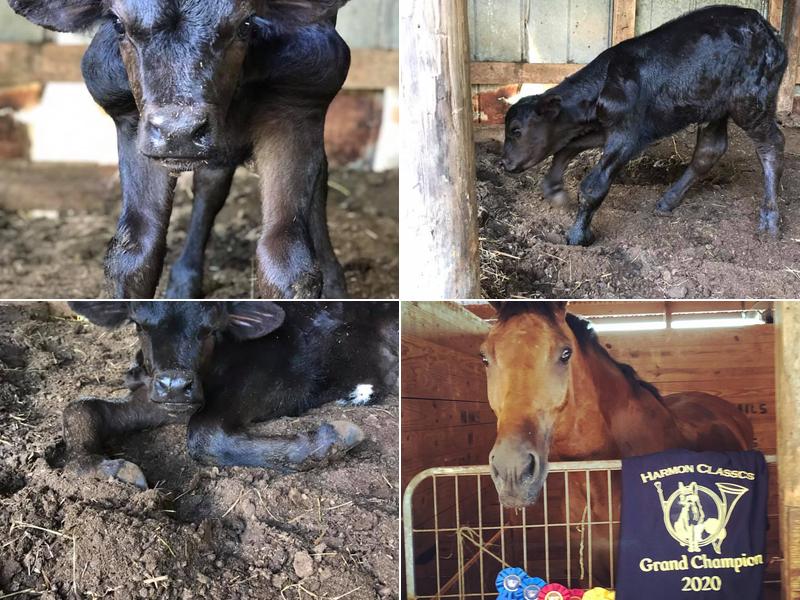 Rutherford Equine Mobile Services PLLC