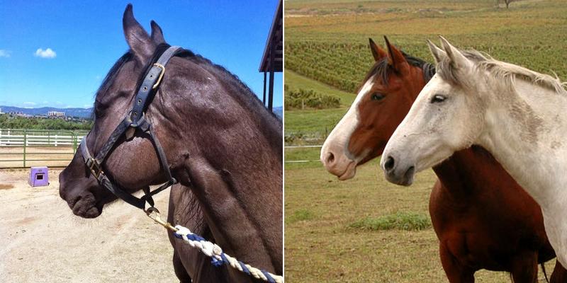 Redwood Equine Veterinary Services, LLC