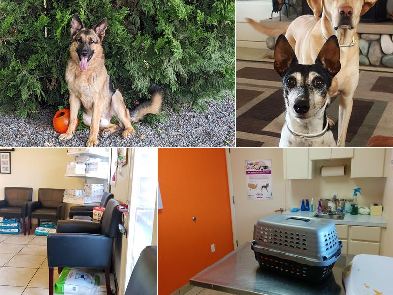 Best Friends Animal Hospital