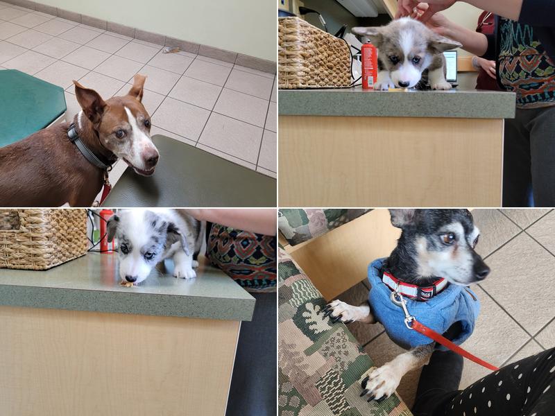 Countryside Animal Clinic