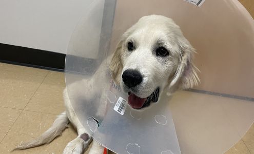 Lois Bates Acheson Veterinary Hospital: Large Animal Services