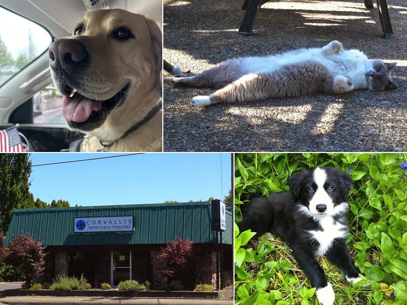 Corvallis Veterinary Hospital
