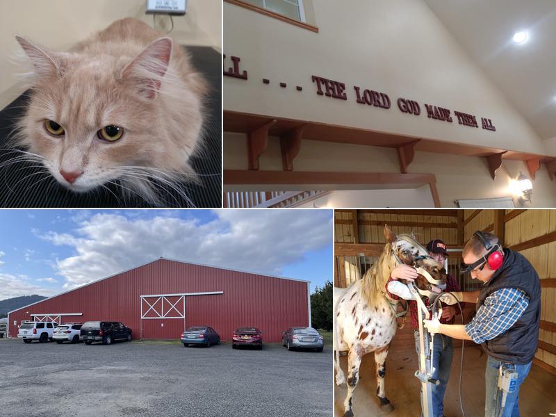 All Creatures Great and Small Veterinary Clinic