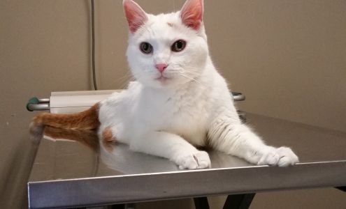 Summerville Veterinary Clinic 94 Old Hix Street, Summerville Georgia 30747