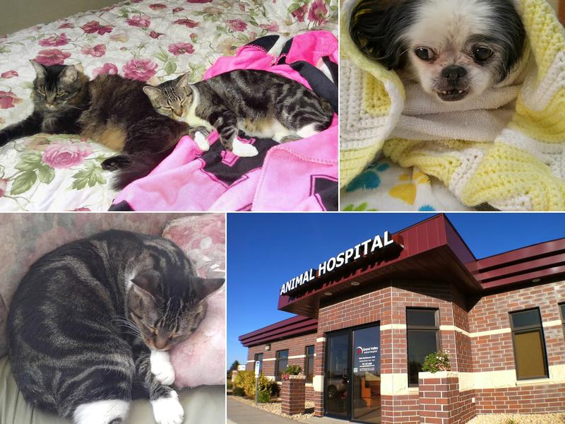 Grand Valley Animal Hospital