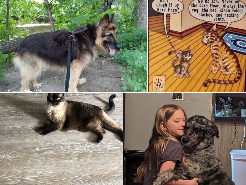 West Oaks Animal Hospital