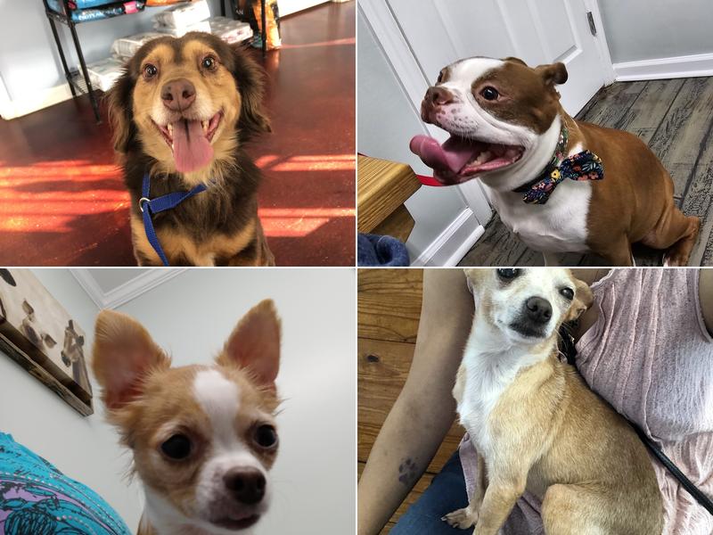 County Line Veterinary Services