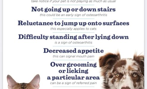 Great Neck Veterinary Clinic: Hollowell Blair DVM 2248 Ebb Tide Rd, Virginia Beach Virginia 23451