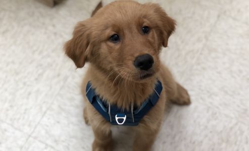 Courthouse Veterinary Clinic Virginia Beach