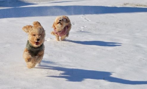 Salem Veterinary Hospital