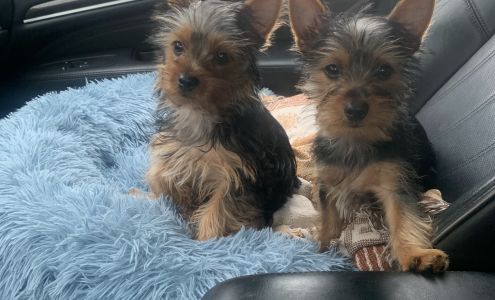 Pet Clinic at Woods Corner - Bruce Radomski DVM