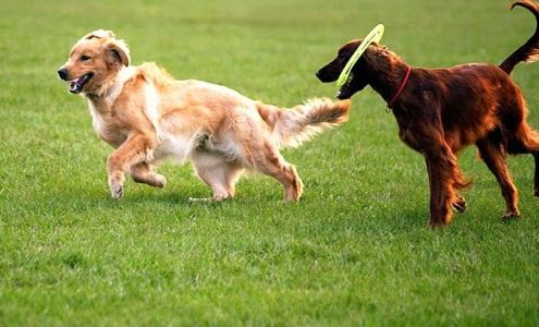 Indian River Veterinary Hospital 6070 Indian River Rd #116, Virginia Beach Virginia 23464