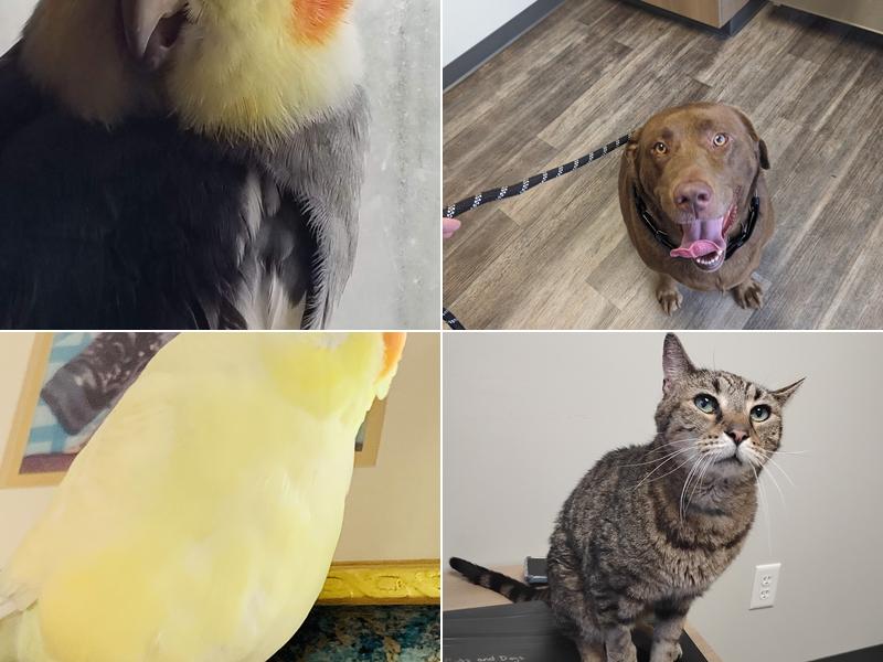 Midway Veterinary Hospital