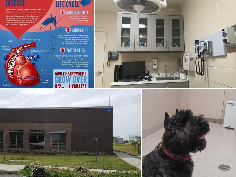 VRA FT. Liberty: Norfolk Veterinary Branch