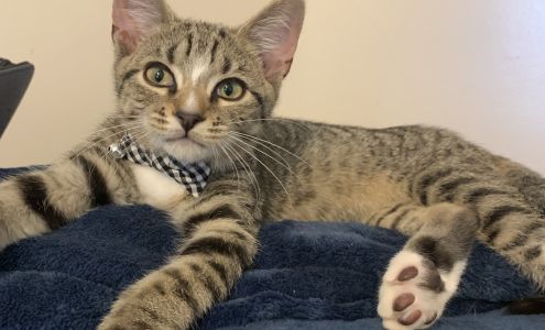 Dominion Veterinary Hospital