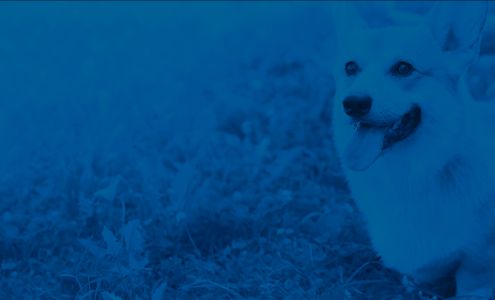 Cary Street Veterinary Hospital