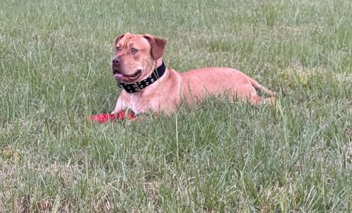 Battlefield Veterinary Clinic 5550 Whiteside Rd, Sandston Virginia 23150