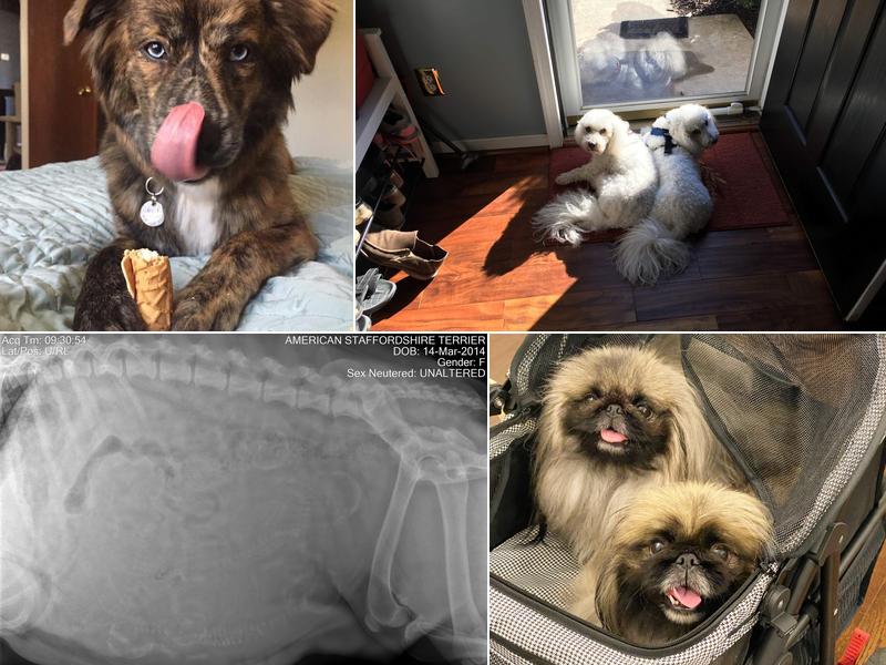 Springfield Veterinary Center